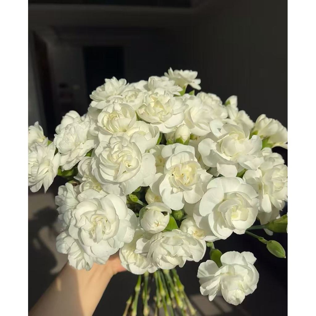 50 Sementes de Jasmim – Flores Perfumadas para Jardim