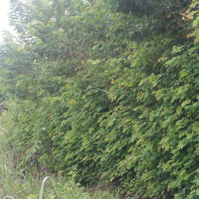 viva a natureza 100 Sementes Selecionadas de Sansão do Campo (sabiá) para Cerca Viva