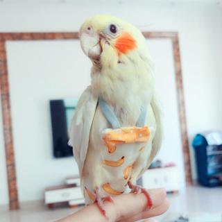 HW Papagaio Fralda Vôo Terno Roupas Periquito Pombo Médio Grande Pássaro De Estimação F3N8 em Oferta na Shopee
