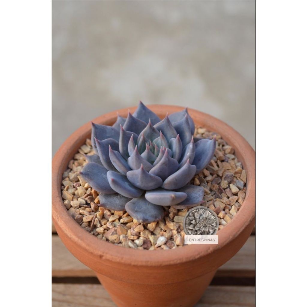 suculenta Agave victoriae-reginae (Agave reina Victoria)100 Sementes de Com Manual de cultivo