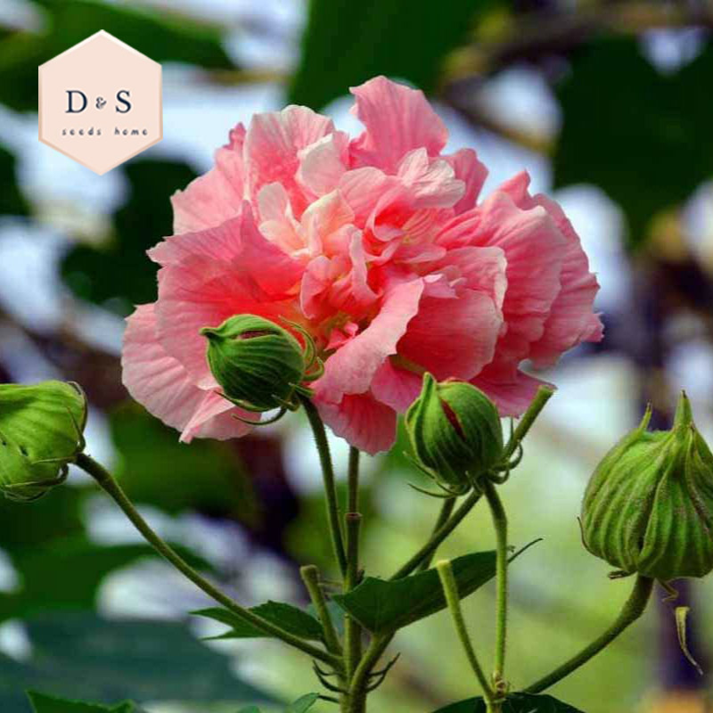 Decoração viva Pçs Flor Chinesa Hibisco Mutabilis de Cores Misturadas 100  Sementes Prato de Jantar Hibisco