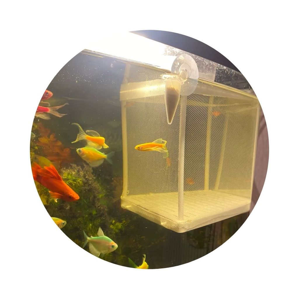 Criadeira Tela CH-2 Peixe Aquario Reprodução Lebiste Guppy