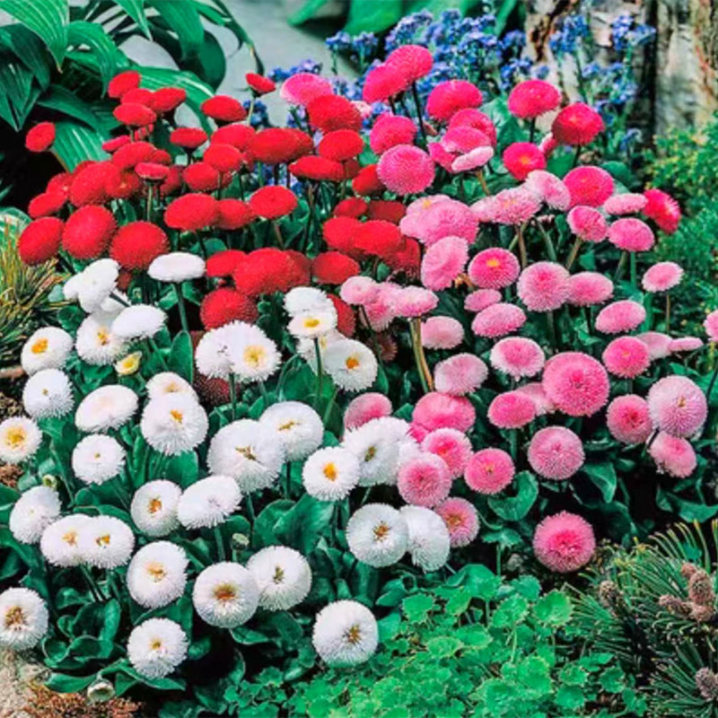 Cultivo prático pcs/pack Sementes de Flor Margarida Multicolorida 50 100 Sementes para Jardinagem Plantas Floridas Seme