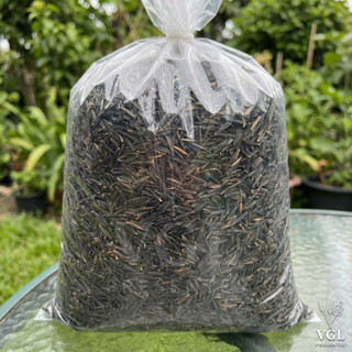 Casca de Arroz Carbonizada 50L Substrato  Natural Profissional Jardinagem Cultivo Drenagem Plantas em Oferta na Shopee
