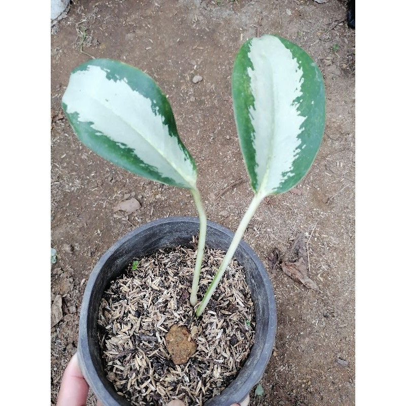 Alta germinação Planta Colecionável Dieffenbachia Verde em Vaso para Interior e Exterior, Planta Viva Real