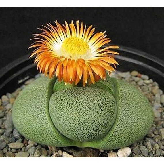 promocão 350 Sementes Pleiospilos Cacto Pedra Viva Lithops P/ Mudas