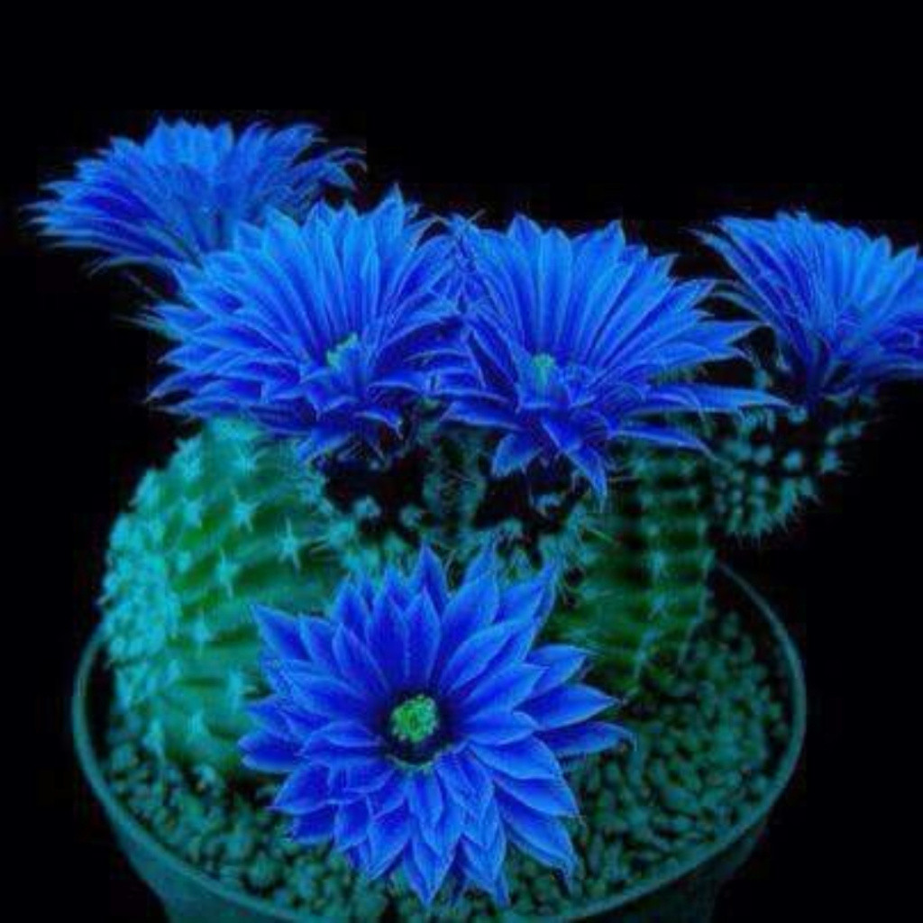 plantio fácil 200pcs Sementes de Cacto Flor Azul e Manual de Plantio