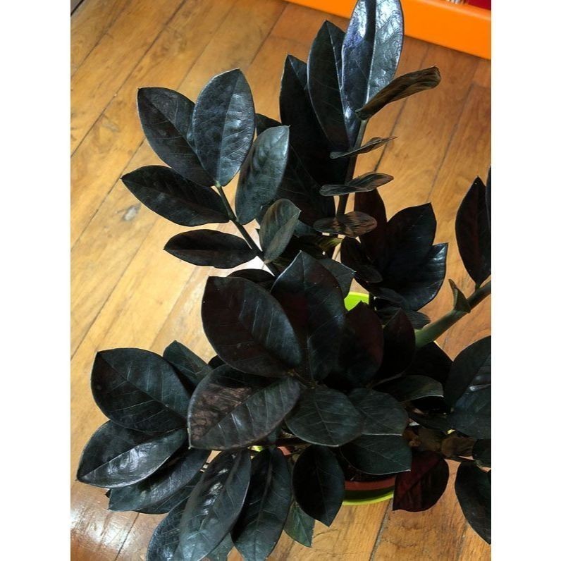 PROMOÇÃO ENVIO SUPER RÁPIDO zamiocuca preta 100 sementes com manual de cutivo II T1 germinação rápida