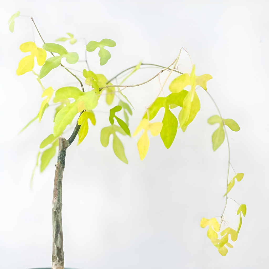 flores ornamentais 100 Sementes De Passiflora Atraia Beija-flores planta para vaso