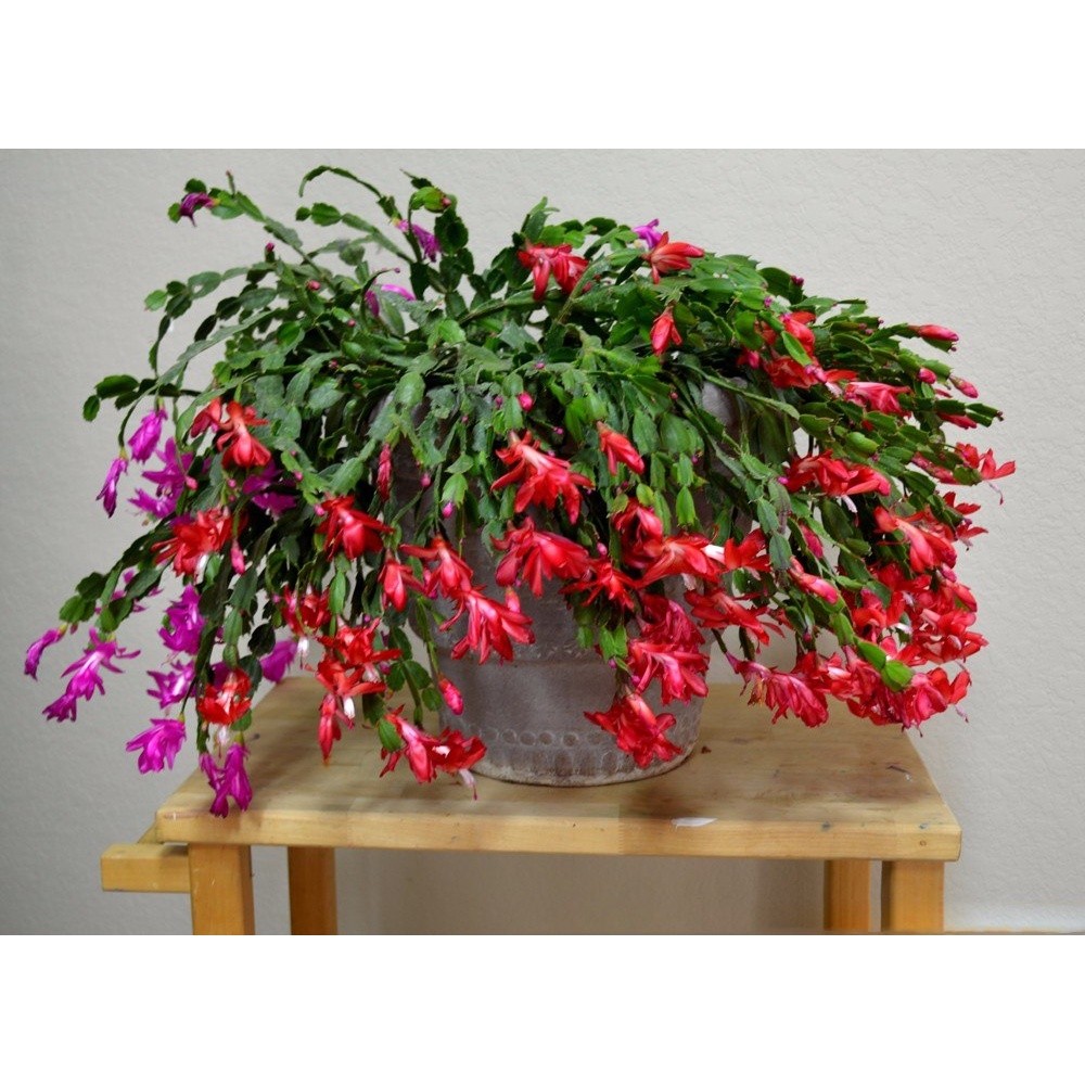 300 Sementes De Cacto Flor De OUTUBRO Ou Flor De Seda Mix P/ Sementes sementes organicas