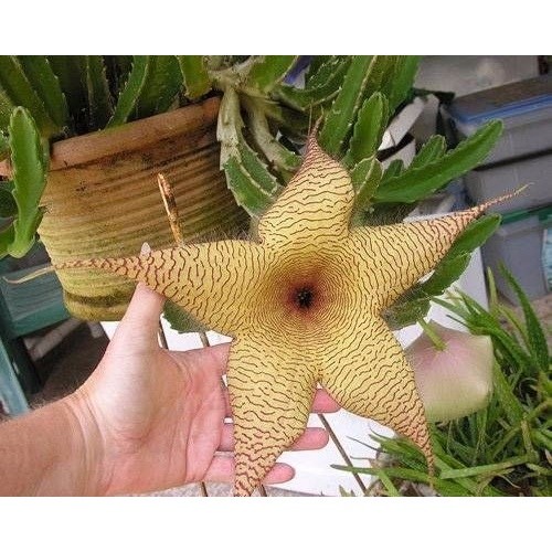 Sementes Flor Lagarto Stapelia Gigantea Cactos Suculentas sementes organicas