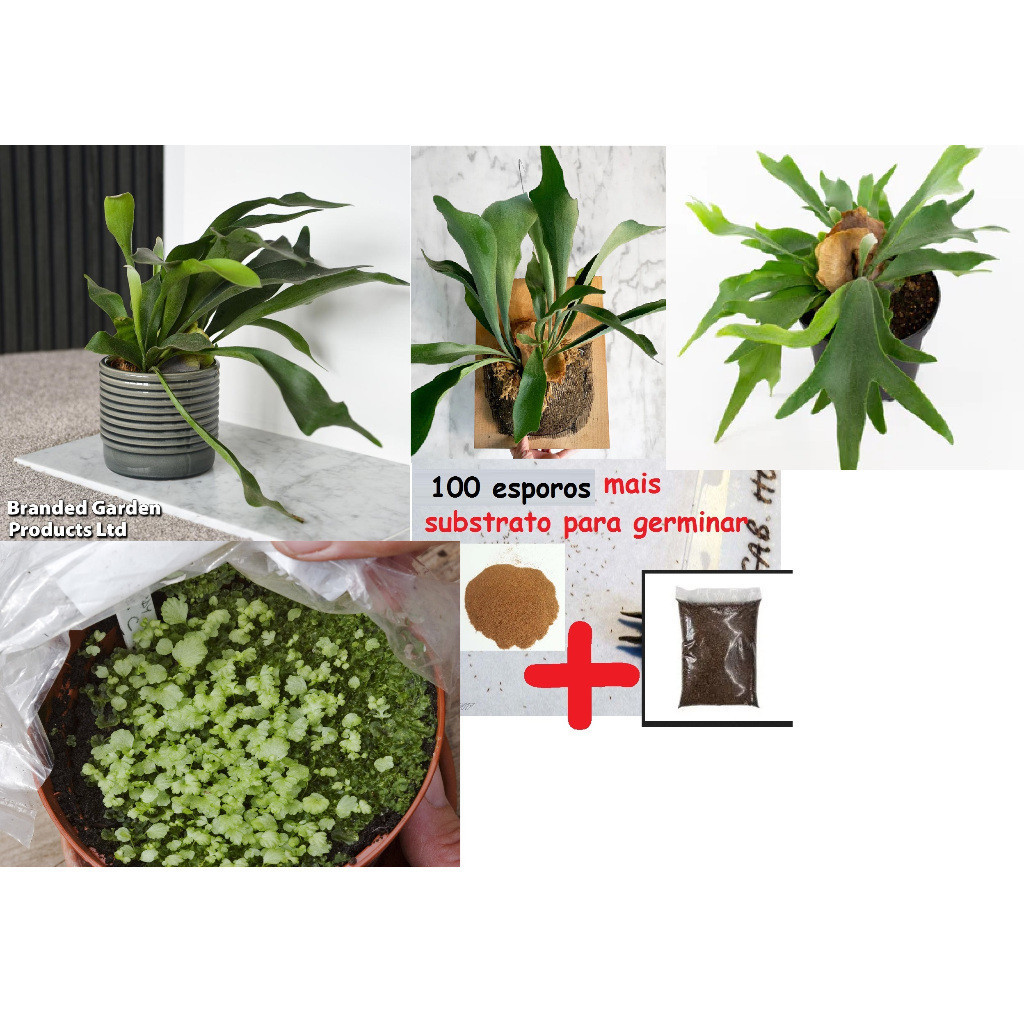 sementes puras 100 sementes Platycerium bifurcatum samambaia chifre