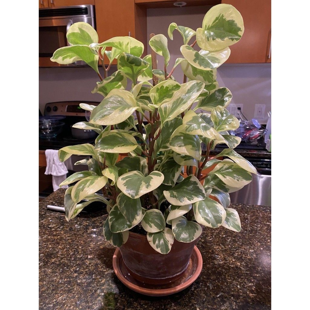 peperomia obtusifolia variegata 100 Sementes de Com Manual de cultivo SS