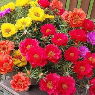 Sementes Onze Horas Dobrada Sortida em Oferta na Shopee