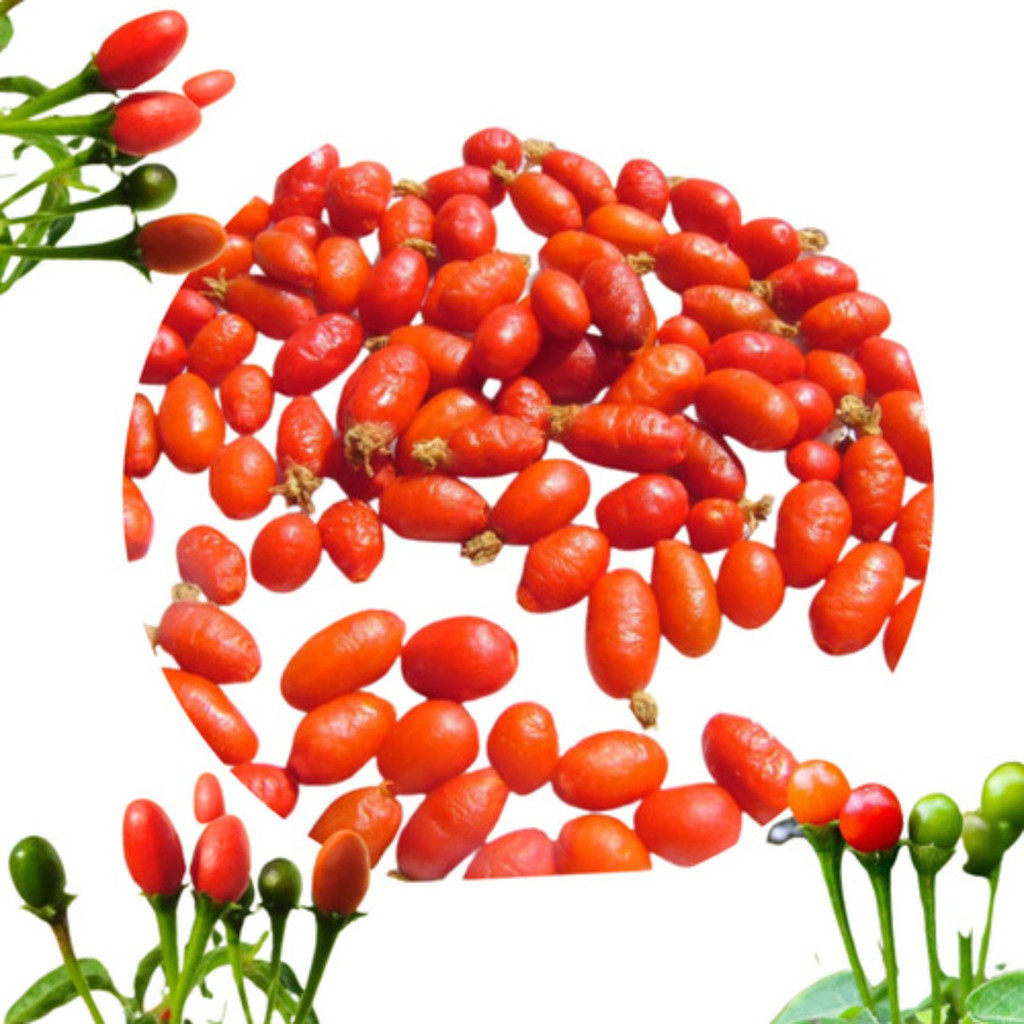 Alta germinação Pimenta Comari Cumari Passarinho A Verdadeira 50 Sementes