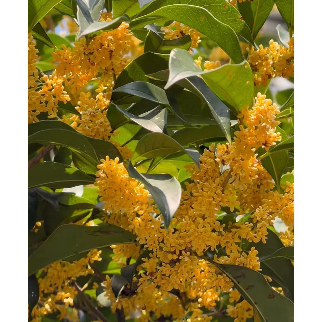 50 Sementes de Osmanthus Flor Aromática para Jardim