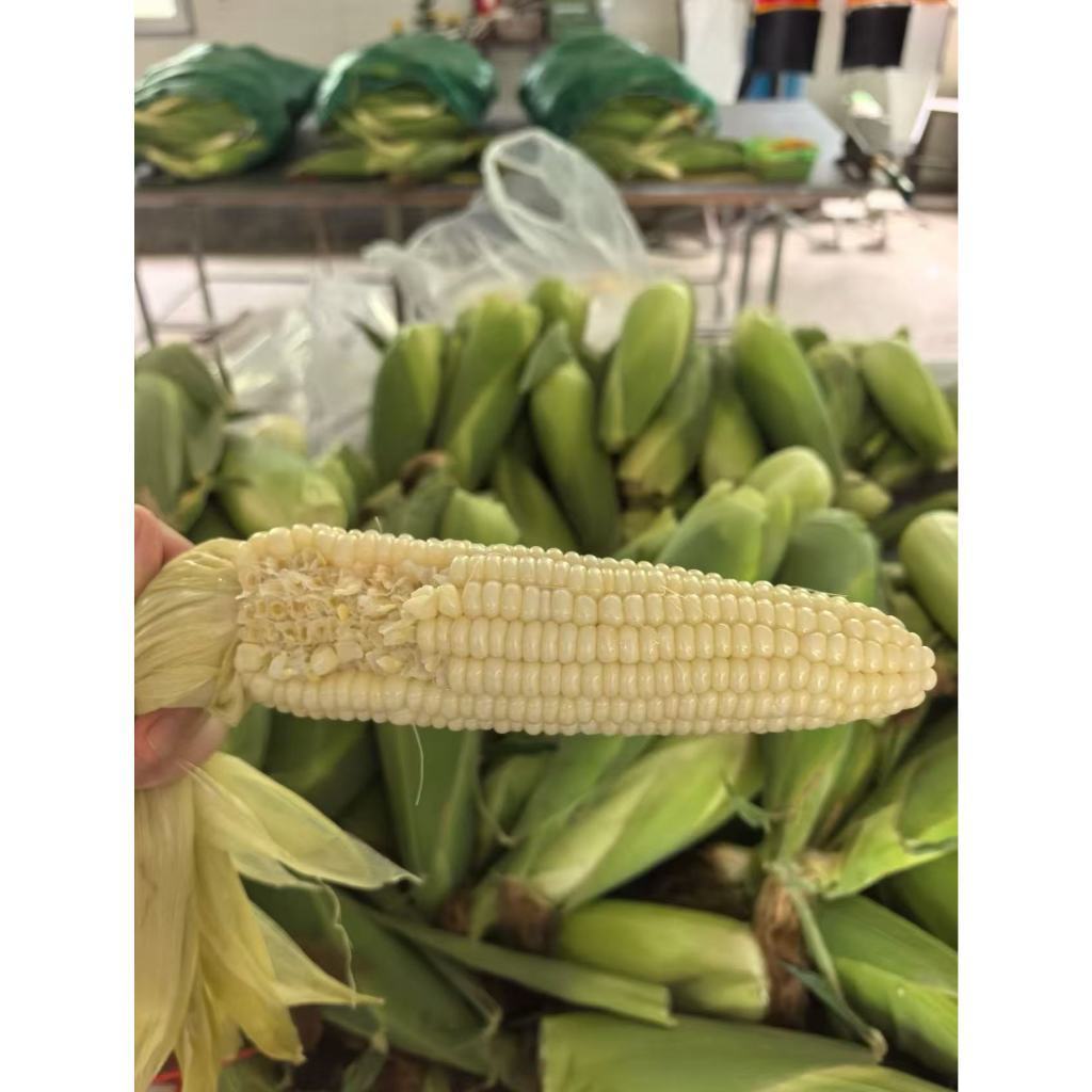 Milho Doce Macio 🌽 20 Sementes para Cultivo Sementes de Milho Doce GrãosMacios MilhoDoceTipo Cremoso