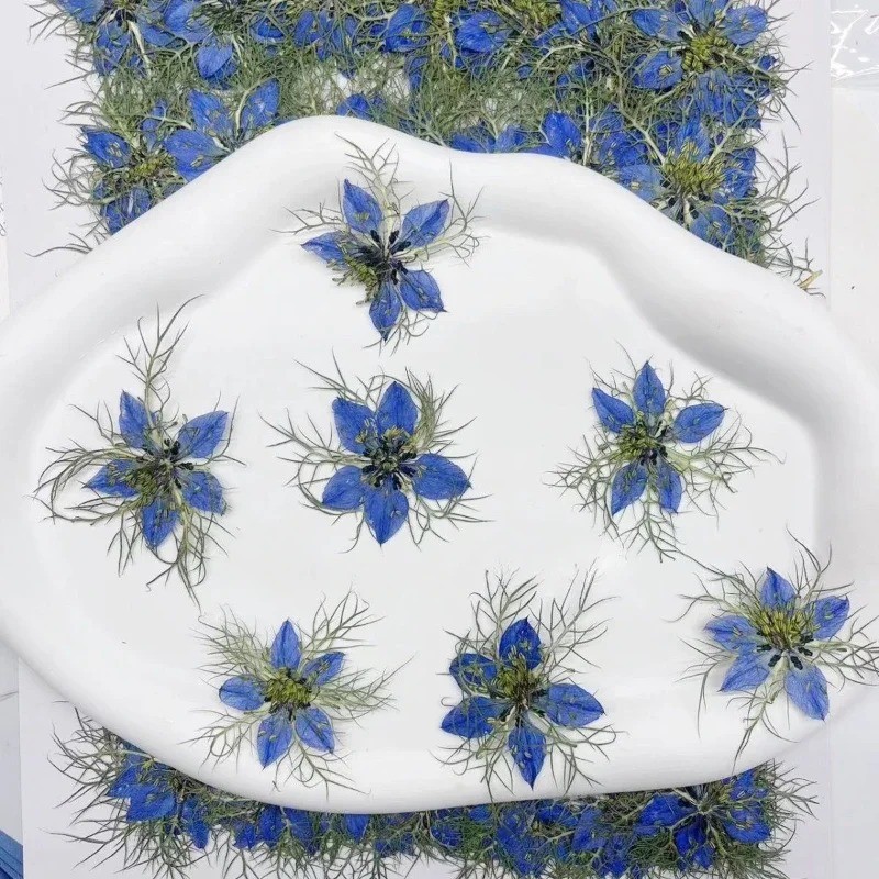 12 Peças , Grama Preta Azul Prensada Flor Seca DIY Epóxi Capa De Telefone Moldura Decoração Facial