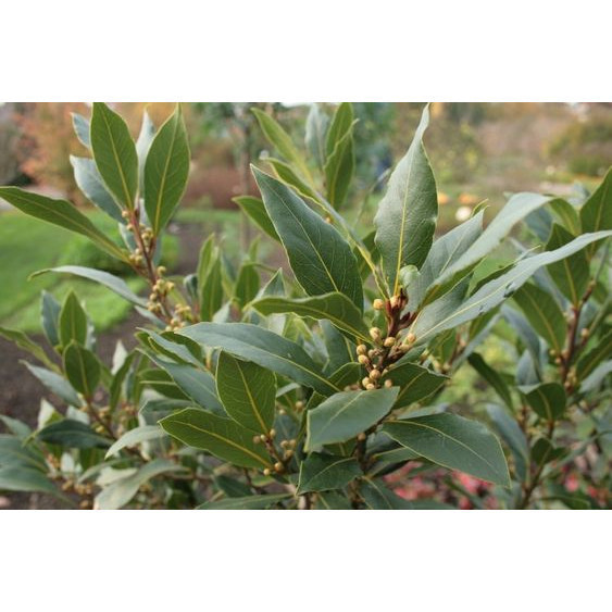 100 sements louro premiun com manual de cultivo ENVIO RÁPIDO!