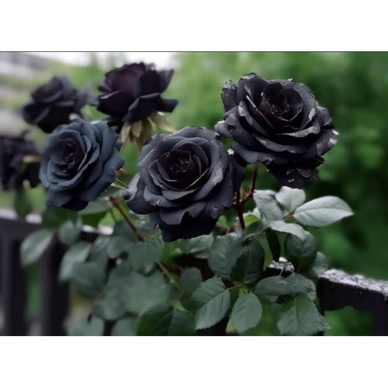 Raro 300 Sementes de Rosa Negra Rosas Raras com Manual de Cultivo Envio Imediato j vx envio rápido ENVIO RÁPIDO