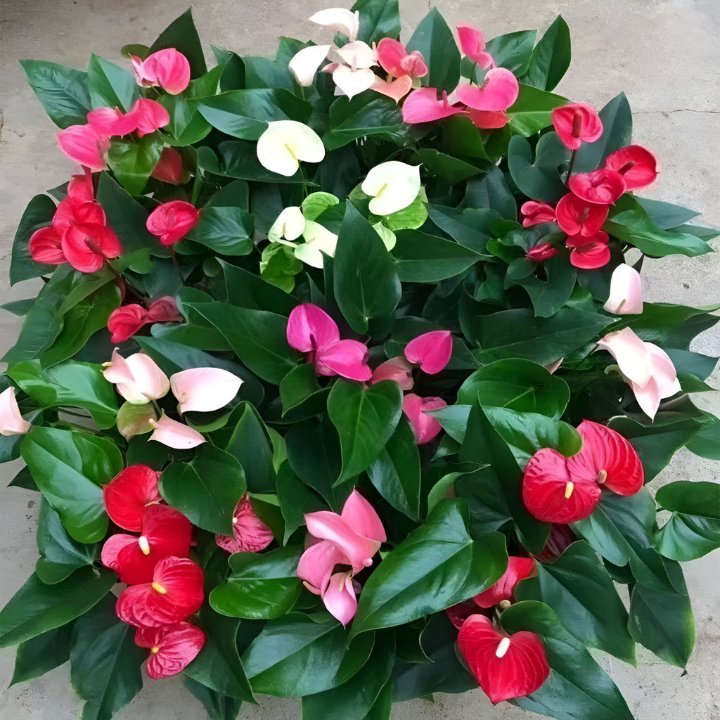 Rara 100 Sementes de Antúrio (Anthurium) Vermelho Planta Ornamental p/ Germinar