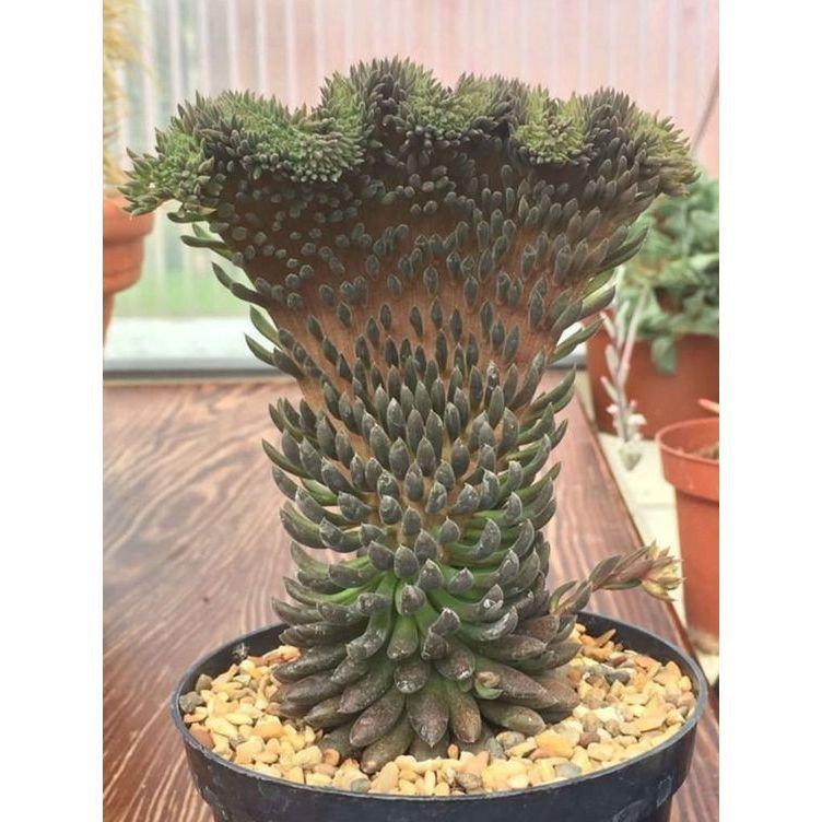 200 Sementes Cacto Muralha de Espinhos + Manual de Cultivo | Planta Suculenta Resistente para Jardim e Vasos