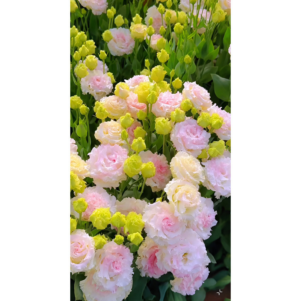 Sementes De Lisianthus Rosa Flor Rara Para Jardim