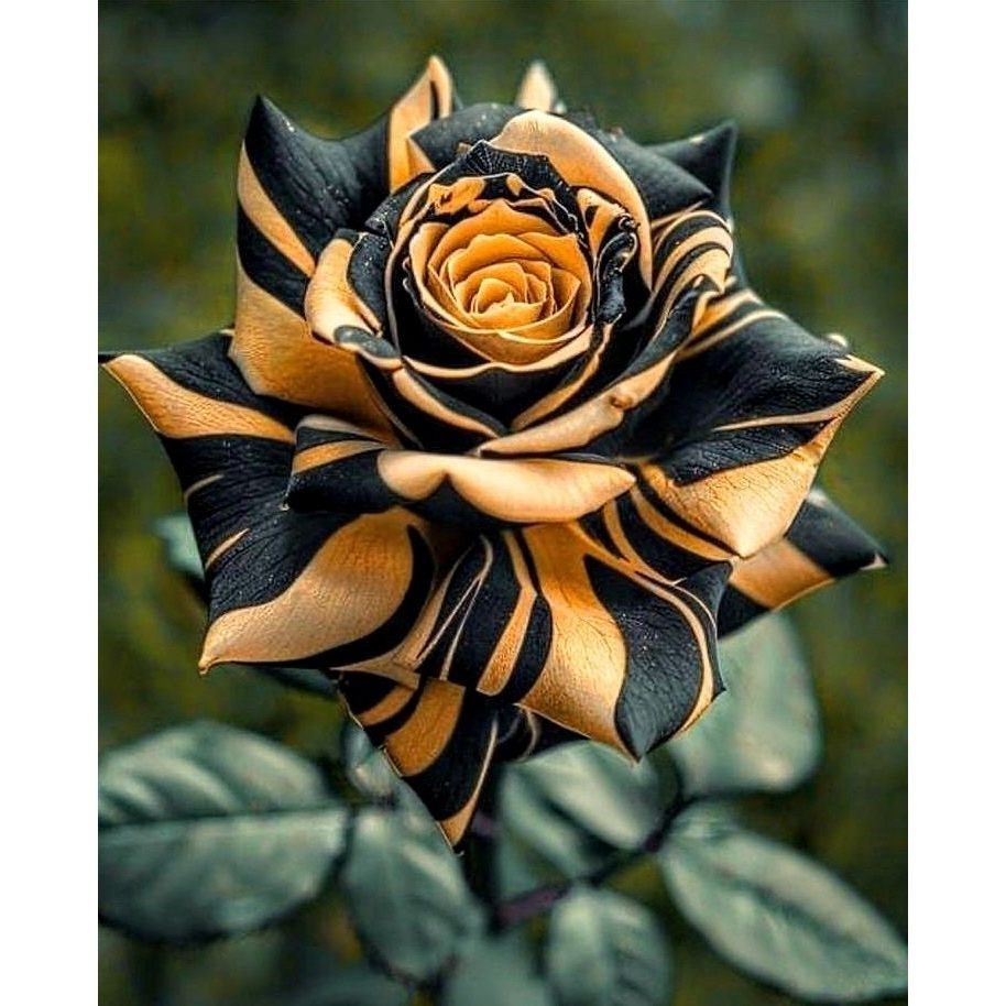 Rara Rosa Negra - Beijo do Abismo - 100 sementes com manual de cultivo II