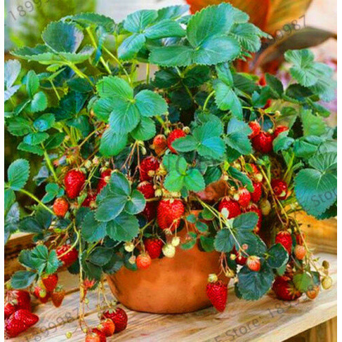 pcs Sementes de Morango Escalador Vermelho para Jardim Doméstico200 500seeds SEMENTES ORGANICAS