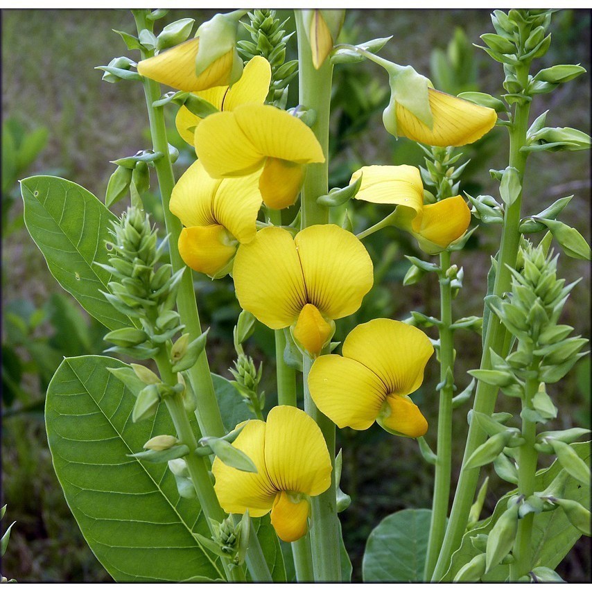 1000 Sementes de Crotalaria Juncea (Cânhamo-Doce) Adubo Verde para Plantio e Controle de Mosquitos/Dengue