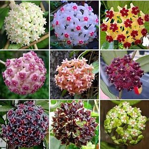 200 Sementes de Flor de Cera Mistas (Hoya) + Guia de Cultivo | Fácil de Plantar | Entrega Expressa BR