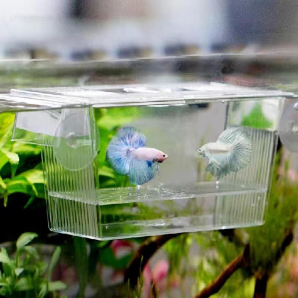 Criadeira Acrilica CH-01 Peixes Aquario Lebiste Guppy Betta