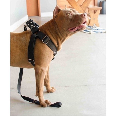 Peitoral Cachorro  Guia Adaptador Pit Bull Pastor Belga