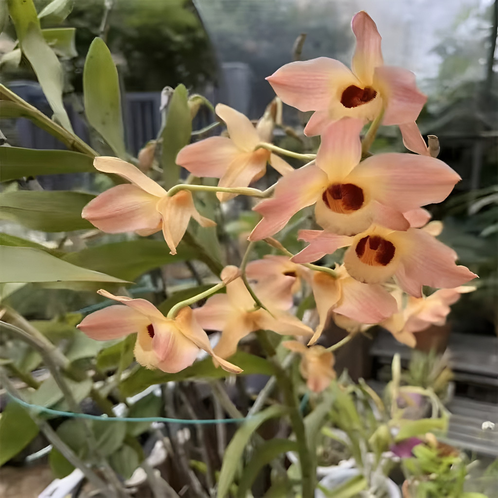flores ornamentais 100 Sementes De Orquídea De Trigger - Catasetum Rústico planta para vaso