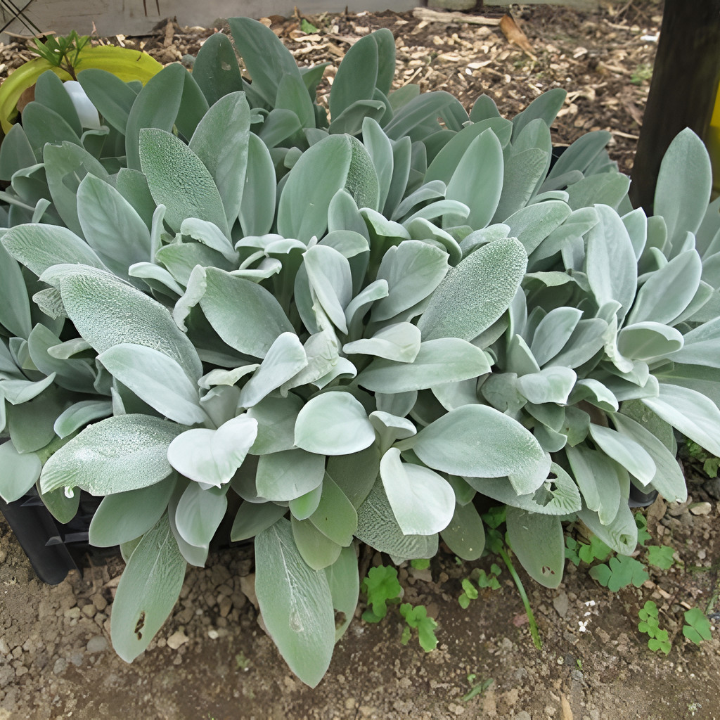 A 100 Sementes Peixinho De Horta Lambari De Folha Stachys Pan