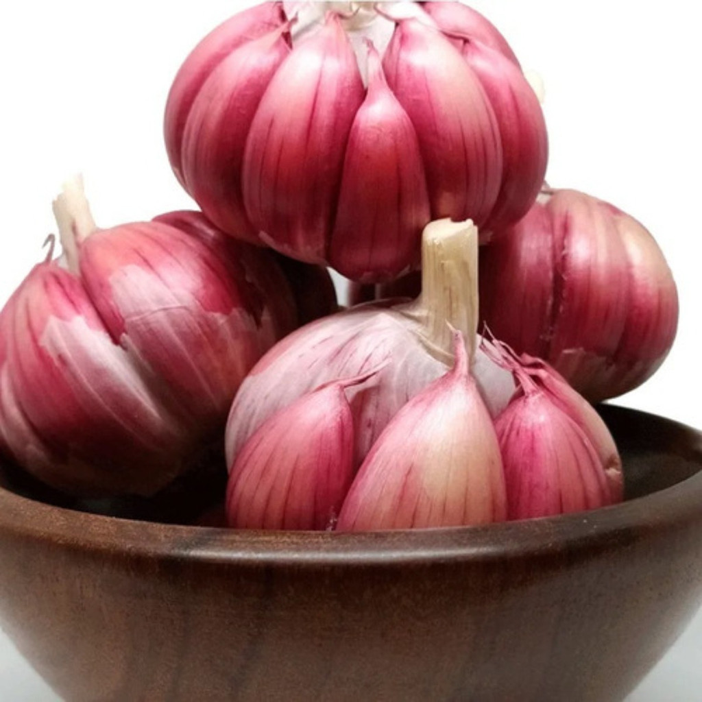 A-II 1000 Semente De Alho Roxo Nacional Cabeça   Lote Novo