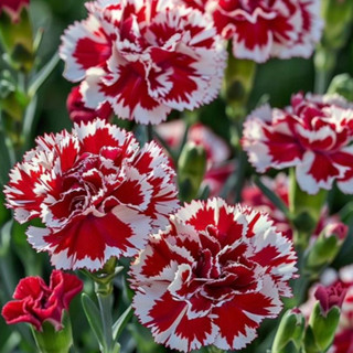 Sementes Cravina Dobrada Sortida em Oferta na Shopee