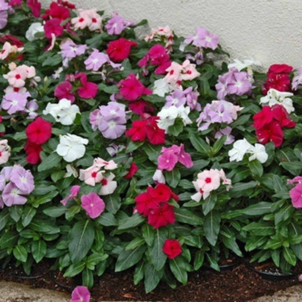 Liolin Garden 100 Sementes Vinca Anã Sortida Topseed