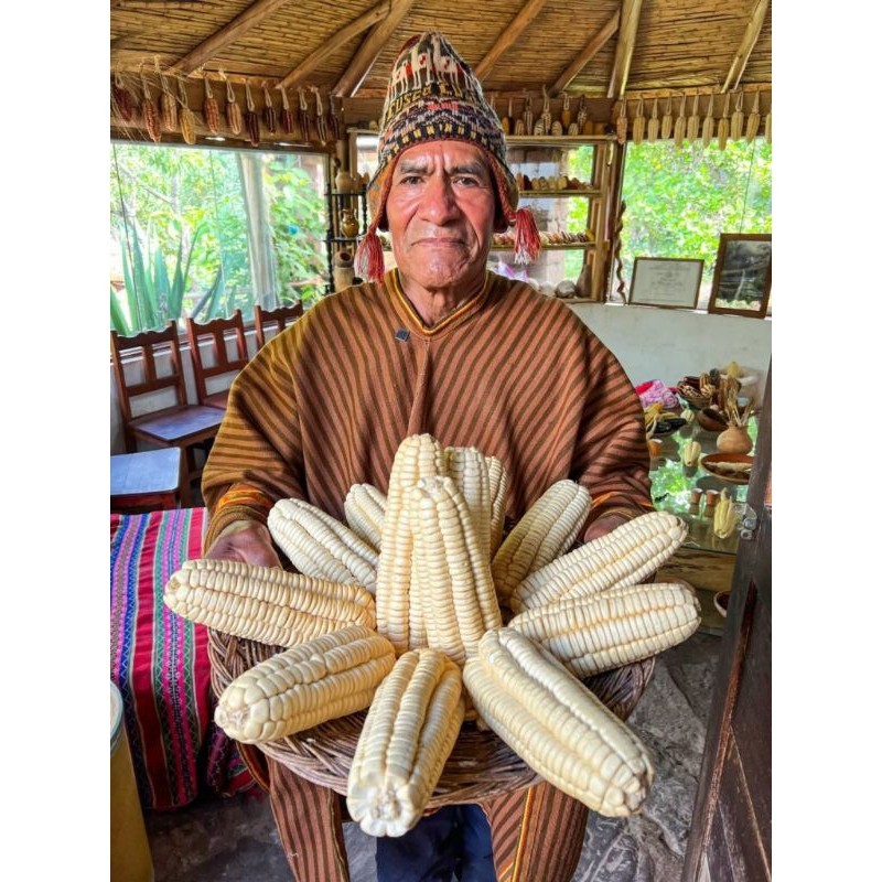 100 Sementes Milho Gigante peruano Relíquia agrícola mundial. organico. sementes novas