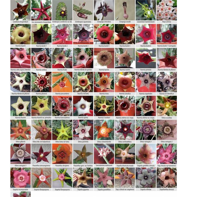 200 sements cacto flore de estapélia sortidos mix especies  com manual de cultivo