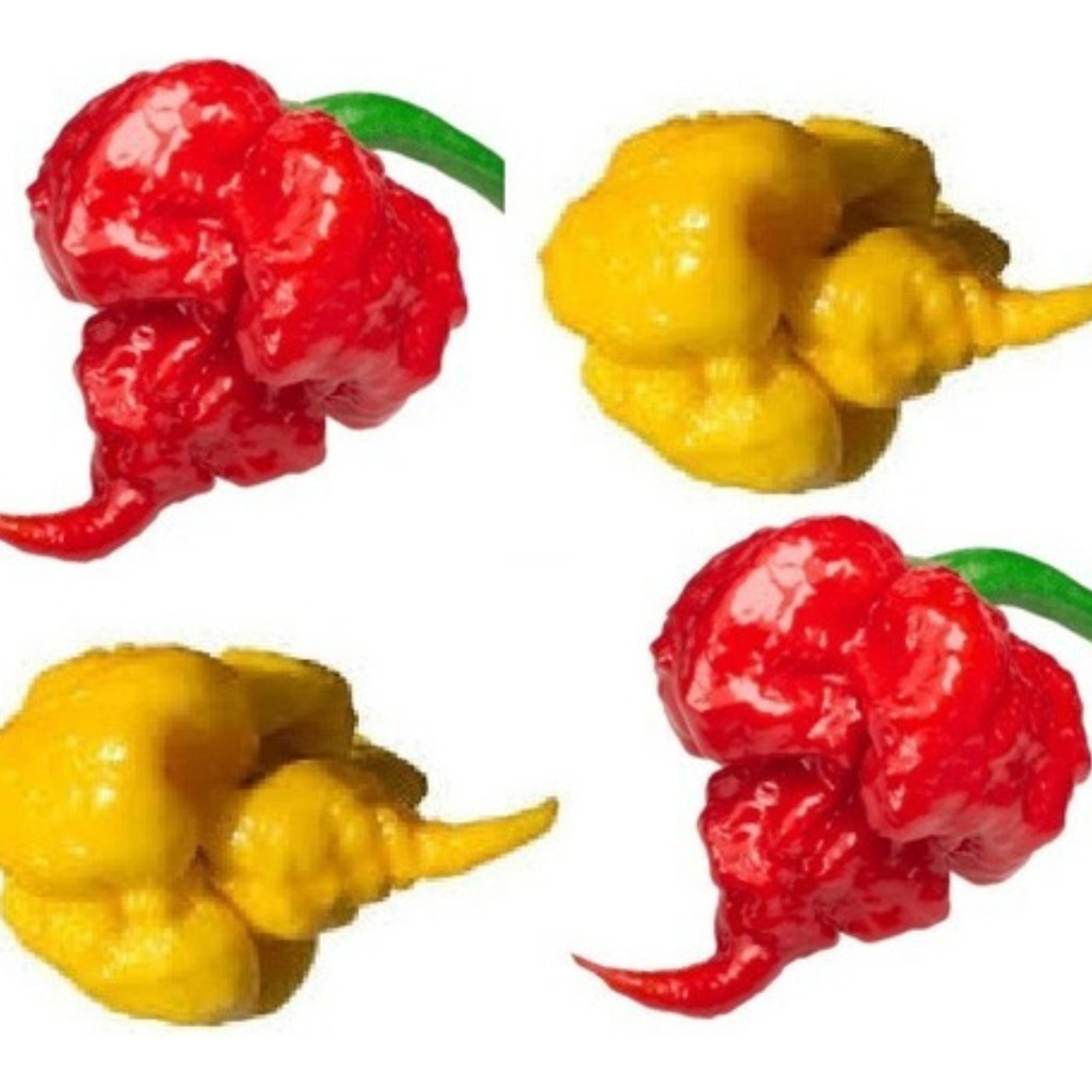 200 sementes Carolina Reaper 2 Cores 50 Vermelha 50 Amarela | Para semear
