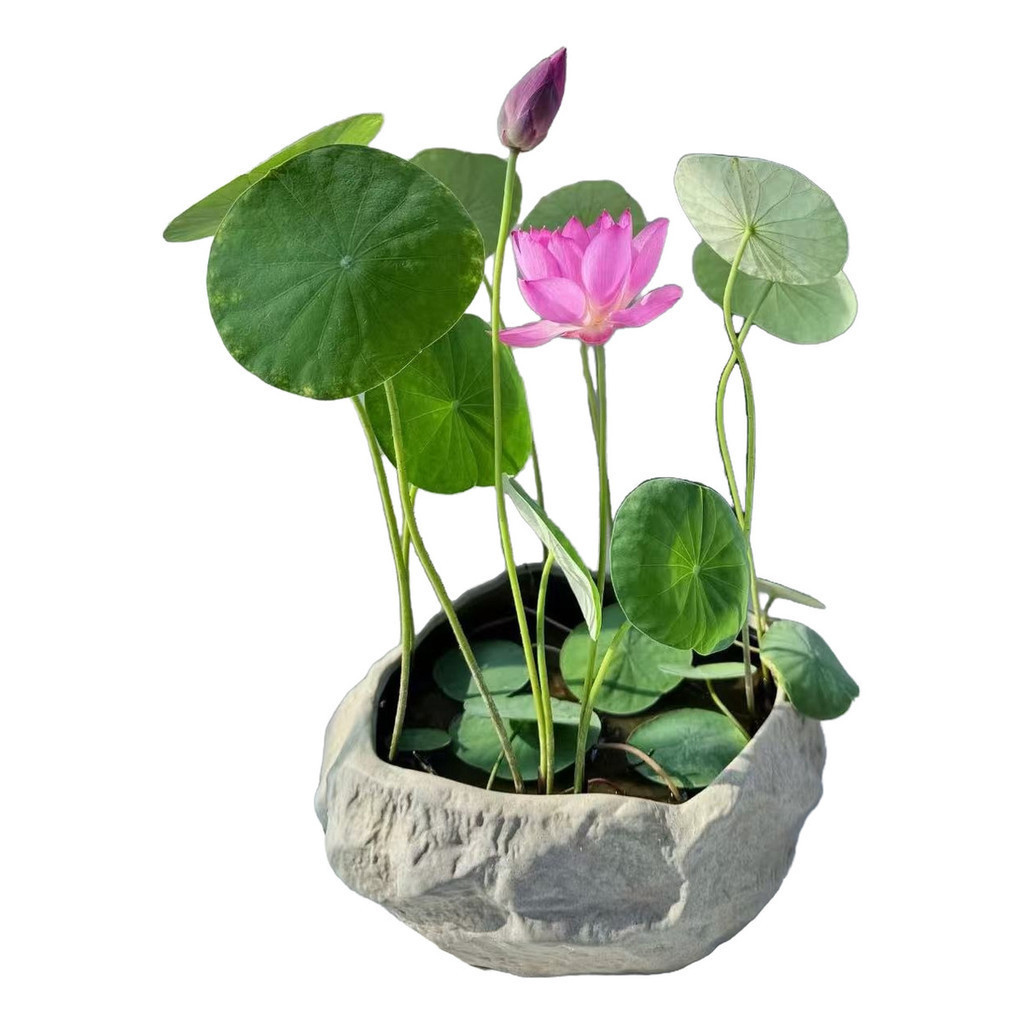 5 Sementes de Flor de Lótus para Plantio Planta Aquática Jardim Lago ou Vaso em Oferta na Shopee