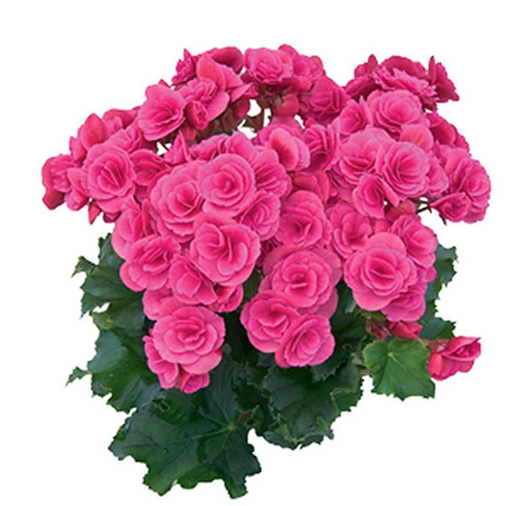 Fácil cultivo 100 sements begonia rosa com manual de cultivo Para iniciantes