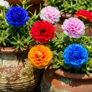 Pacote Sementes de Onze-Horas Flor Gigante /(Cores Sortidas)/ em Oferta na Shopee