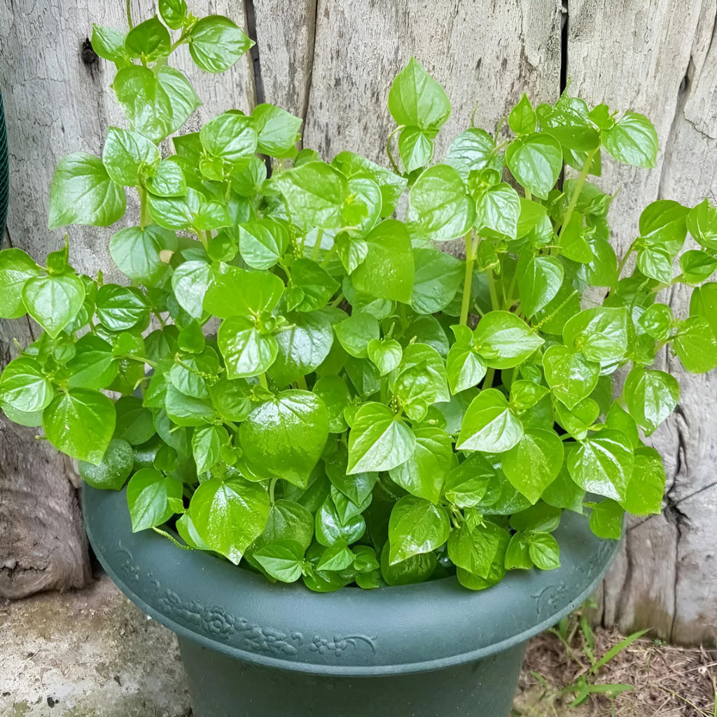 Sementes 30 sementes De Oriri Erva De Jabuti Peperonia Medicinal T5 | Cultivo por sementes