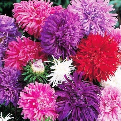 Fácil de Plantar 100 Sementes de Aster Pluma de Avestruz  Flores Ornamentais Raras e Coloridas para Jardim