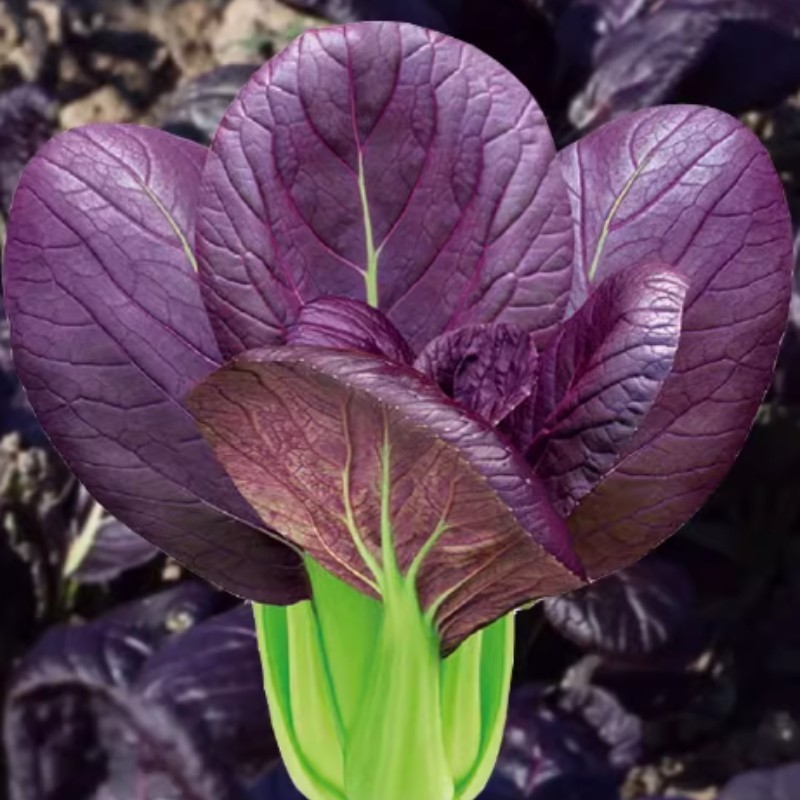 Cultivo prático PCS/PACK Pak Choi Roxo  Sementes - sementes de vegetais orgânicos jardinagem bonsai Sementes de p