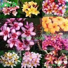 100 Sementes de Jasmin Manga Sortidas Com Manual de Cultivo