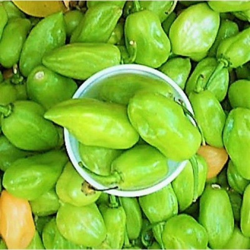 200 Sementes Pimenta de Cheiro Lupita.