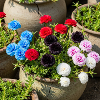 Fácil Cultivo sementes de onze horas , cores sortidas Envio Rápido Pronta Entrega sementes organicas em Oferta na Shopee